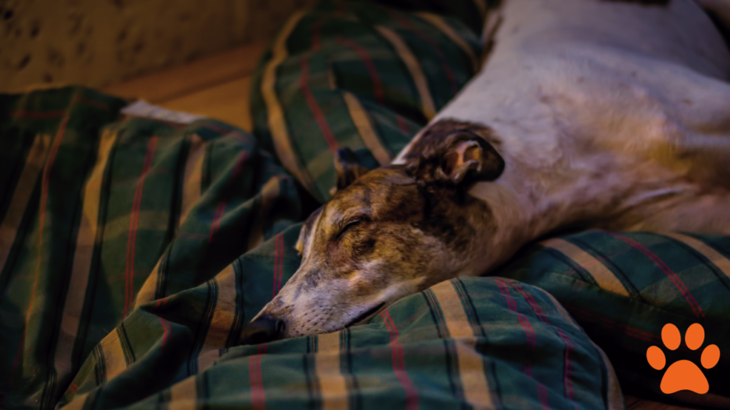 A greyhound asleep on the floor