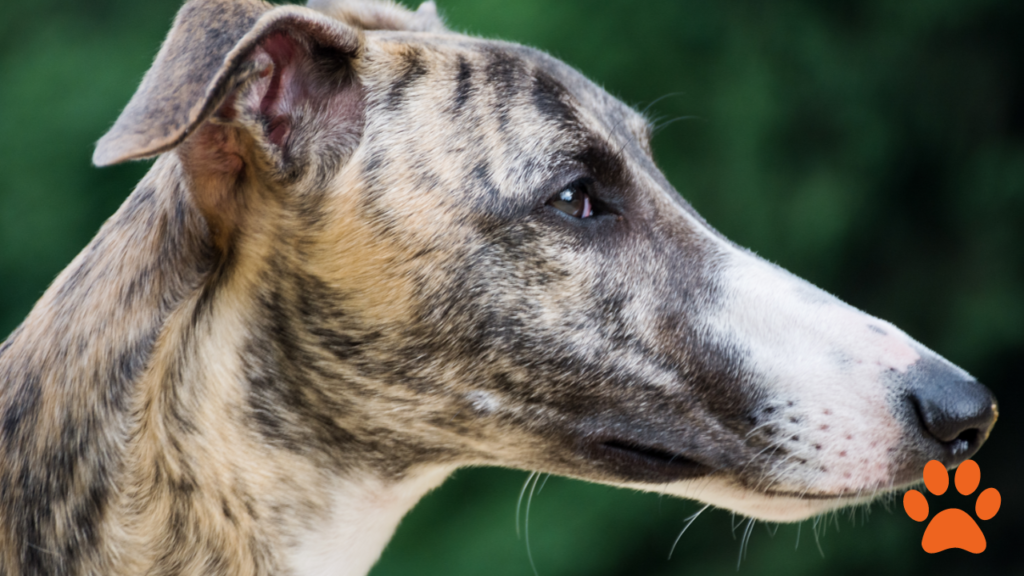 A greyhound is ideal for a less active lifestyle