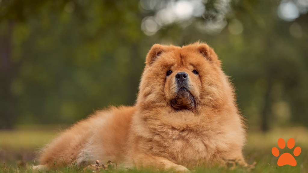 A large chow chow sitting down after a walk