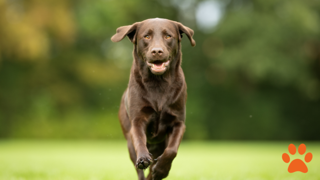 A large labrador retriever running in the park