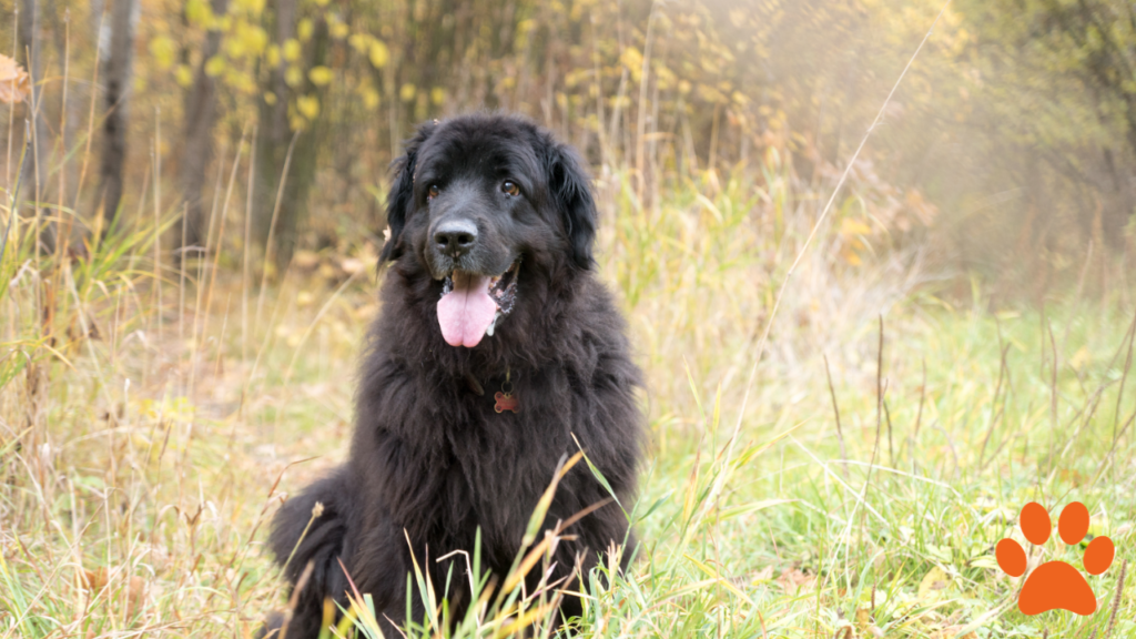 A newfoundland dog out in the woods (1)