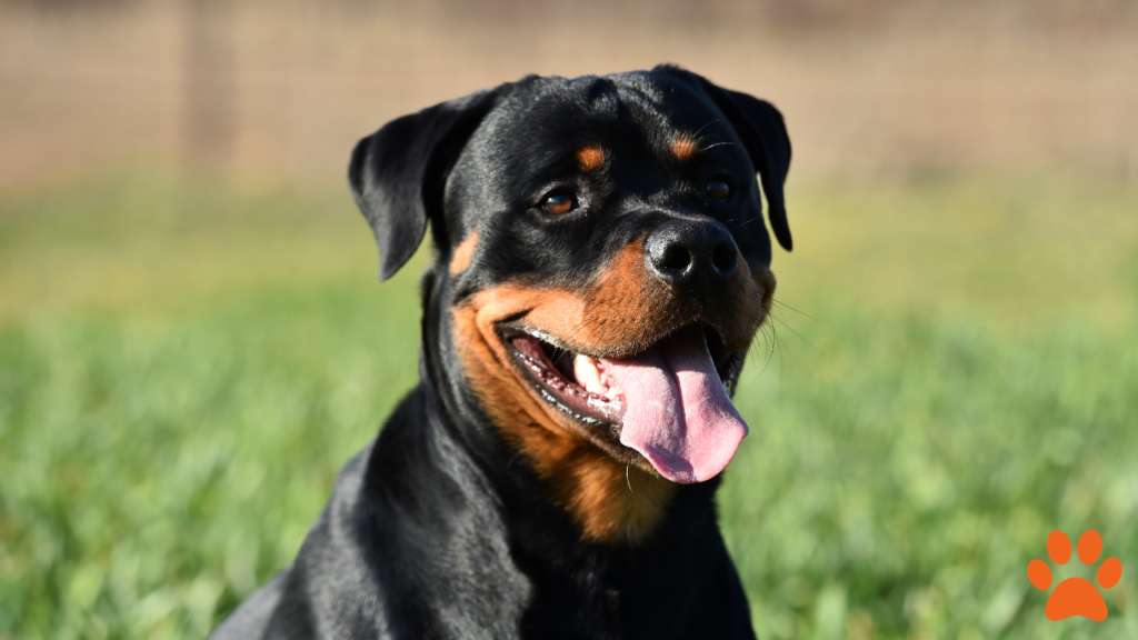 A picture of a rottweiler