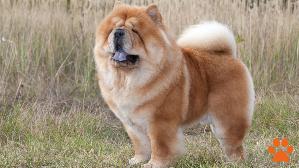 A purebred chow chow stood in long grass