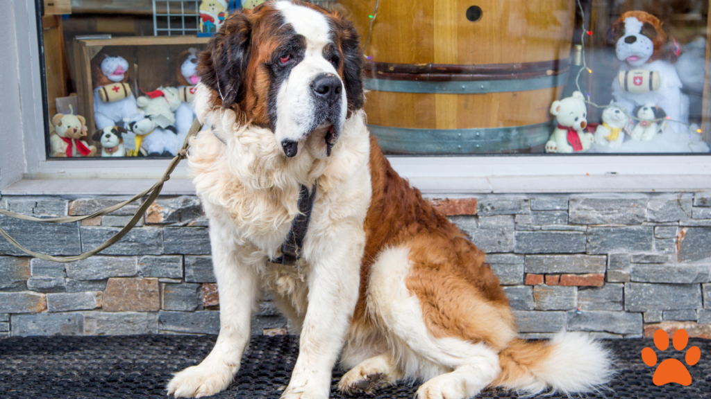 A saint bernard dog on a walk with his owner