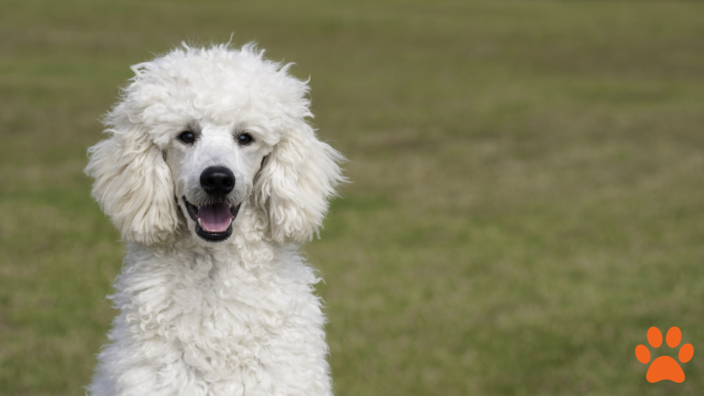 A standard poodle playing in the park, perfect for active lifestyles