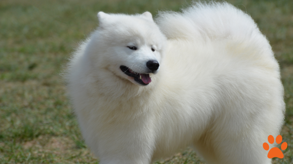 A white American Eskimo dog