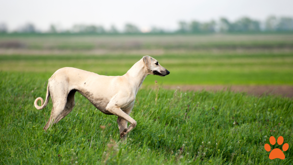 A white Greyhound stood in a field