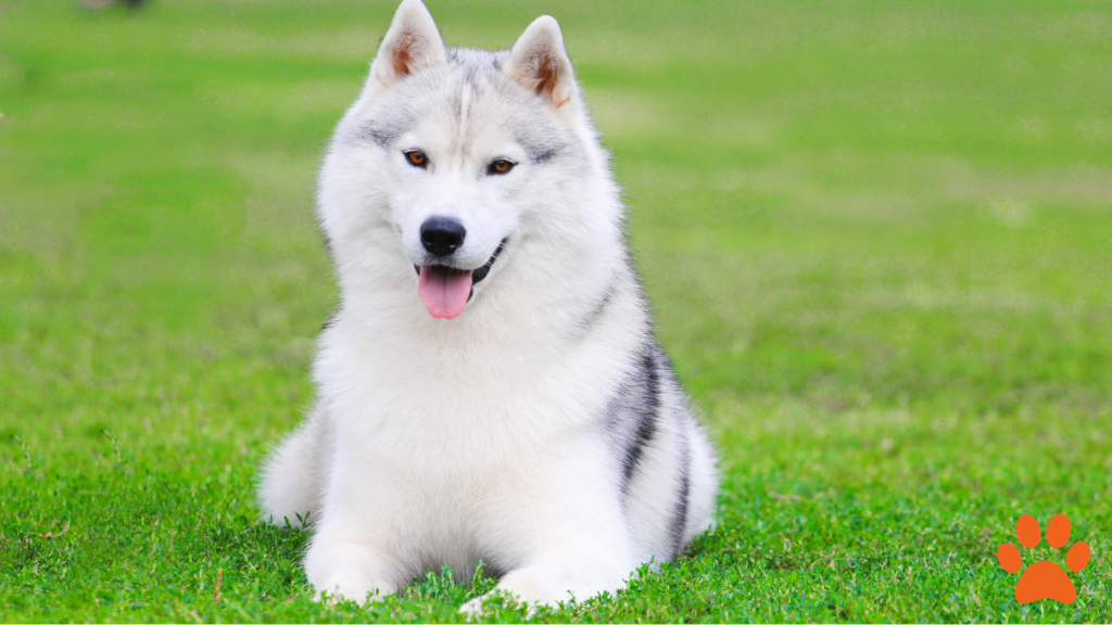 A white and black siberian husky lay on the grass