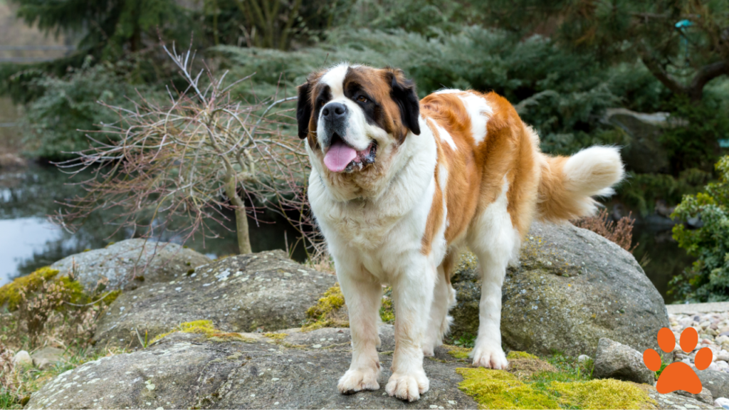 A white and brown saint bernard stood on some rocks, an ideal lazy dog breed