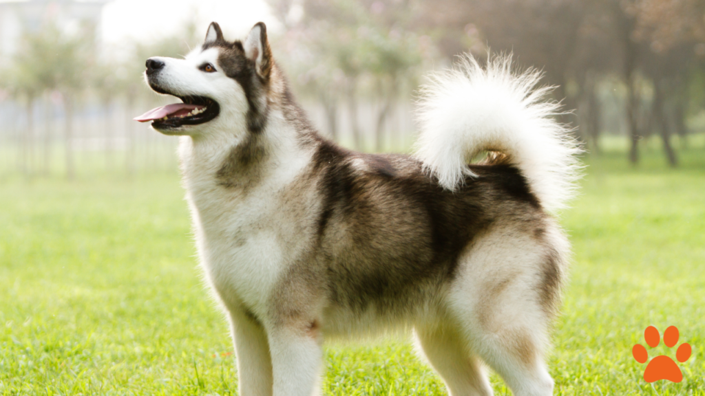 An Alaskan Malamute with a fluffy coat in a park