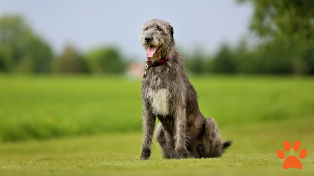 An Irish Wolfhound stood in a field