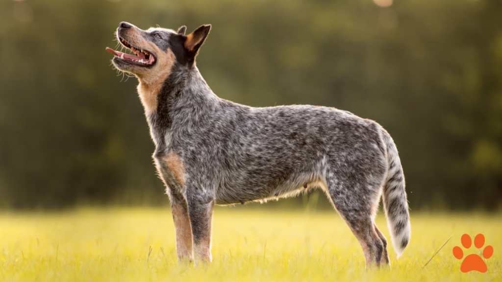 Australian Cattle Dog Thriving in the Heat