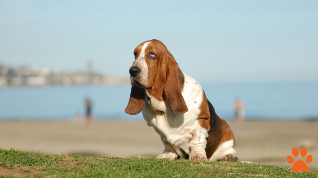 Basset Hound An Ideal Companion for Easygoing Owners