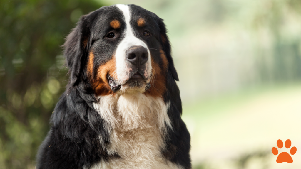Bernese Mountain Dog - Perfect dogs for first time owners