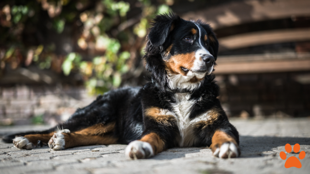 Bernese Mountain Dog sat on the ground