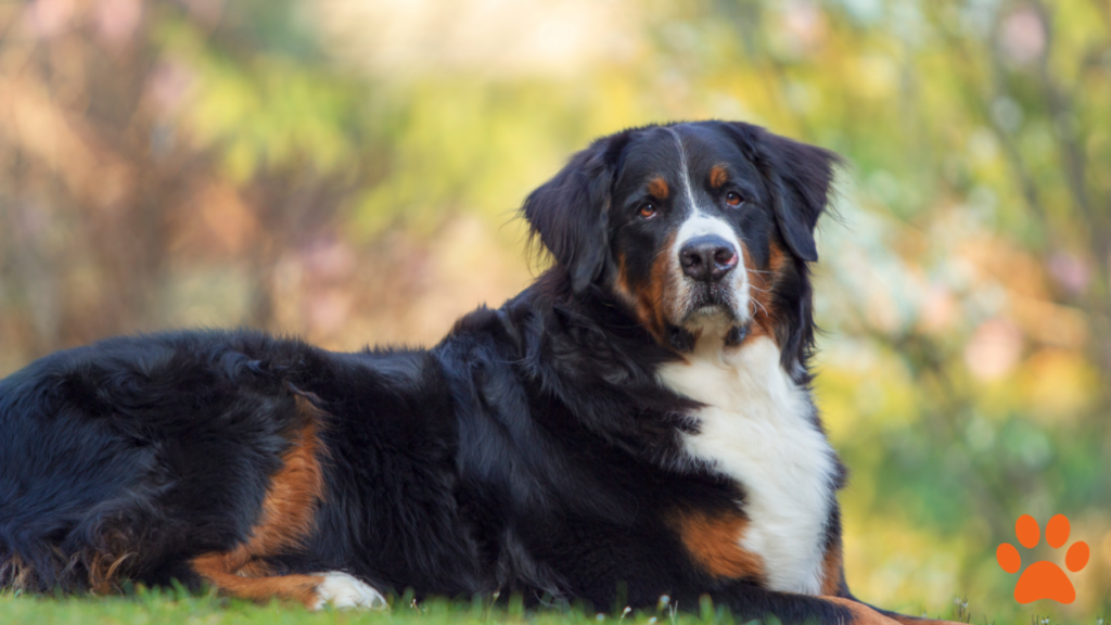 Bernese mountain dog with a black, brown and white coat