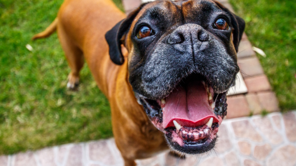 Best Large Dog Breeds For First-Time Owners