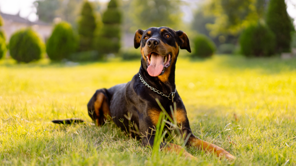 Best Large Dogs For Warm Climates
