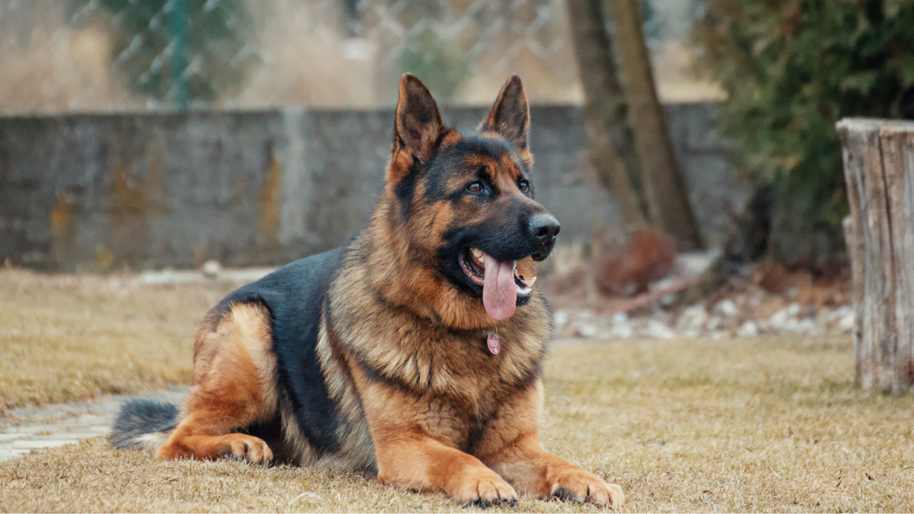 Best large dog breeds for protection