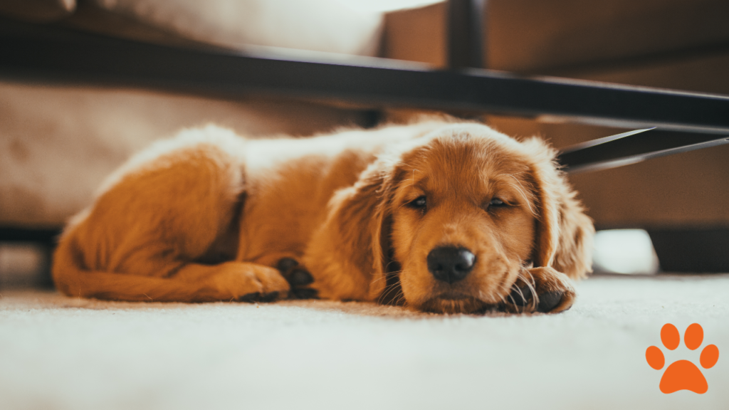 Best large dogs for apartments golden retriever