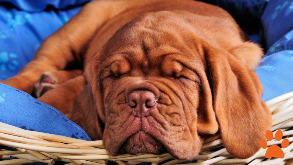 Dogue De Bordeaux asleep in a dog bed