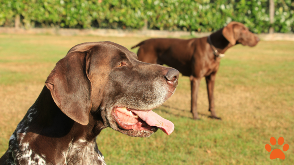 German Shorthaired Pointer An Ideal Companion for Warm Weather Enthusiasts