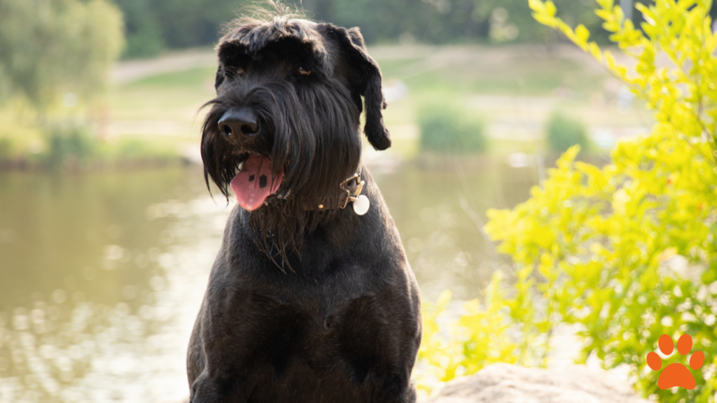 Giant Schnauzer The Protective and Easy to Train Companion