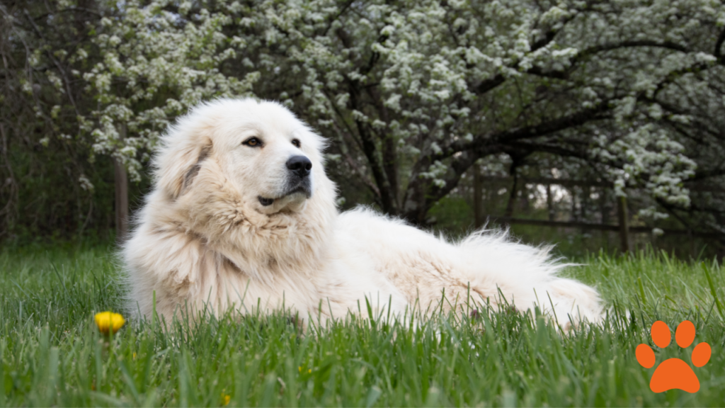 Great Pyrenees mountain dog sat in the garden