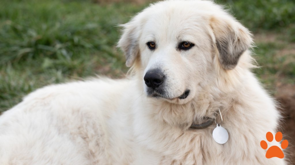 Great Pyrenees sat on the ground, great for lazy owners
