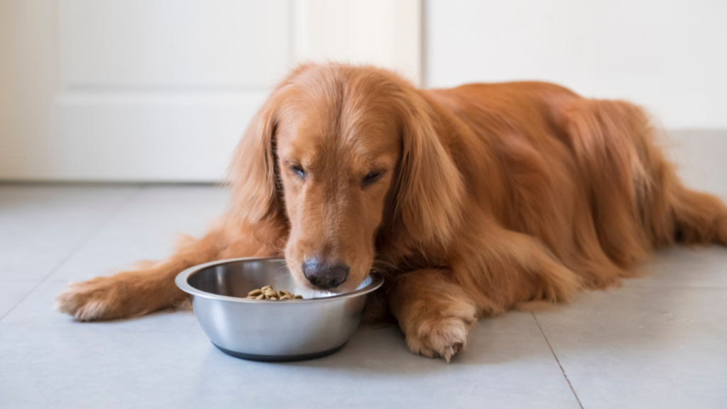 Is Purina Safe For Dogs?