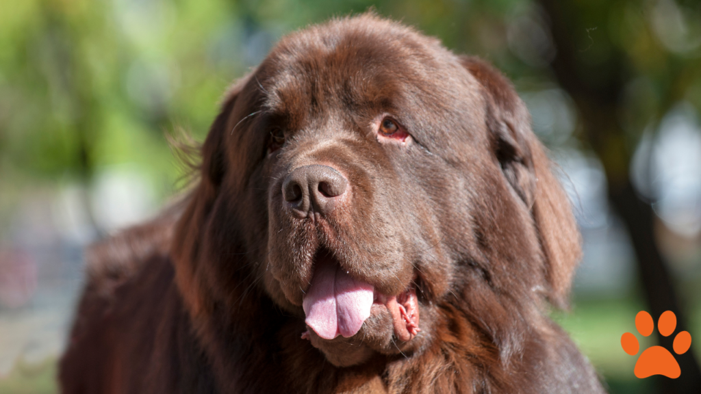 Newfoundland dog as one of the best dogs for small apartments