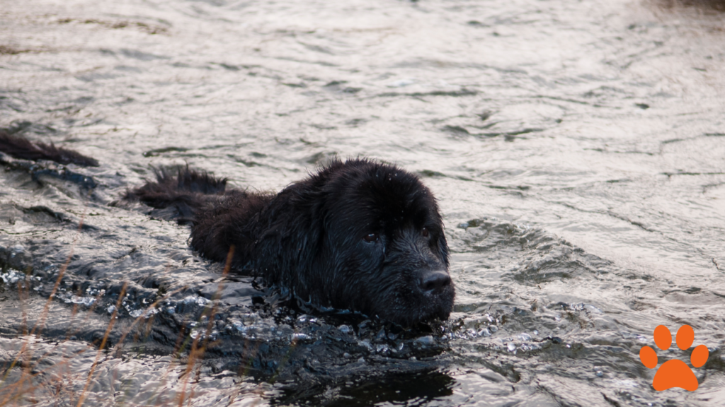 Newfoundland dog having a swim