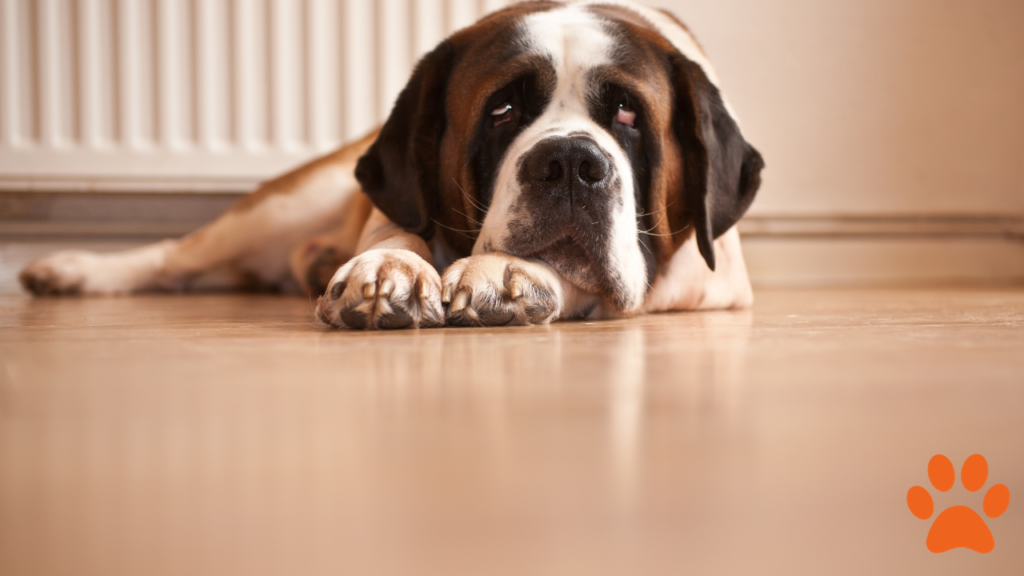 Saint Bernard Dog rest on an apartment floor