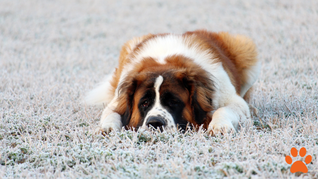 Saint Bernard dog lay on the grass