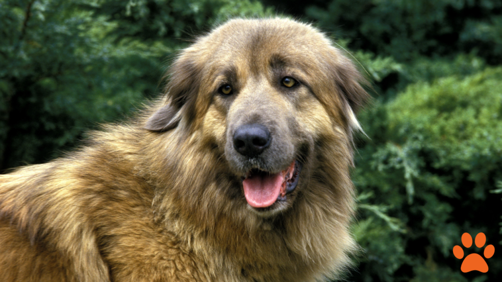 The Estrela Mountain dog is a large protective dog breed