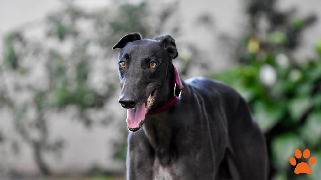 The Gentle and Low-Maintenance Greyhound