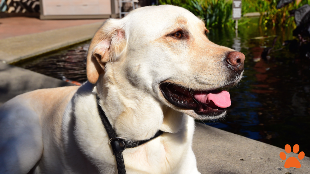 The Labrador Retriever is one of the longest living large dogs