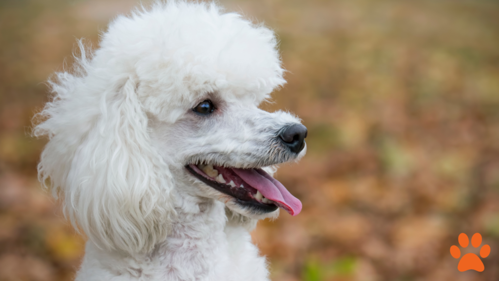 The Standard Poodle A Paragon of Trainability Among Large Dog Breeds