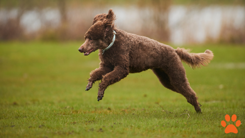 The standard poodle enjoying exercise outdoors