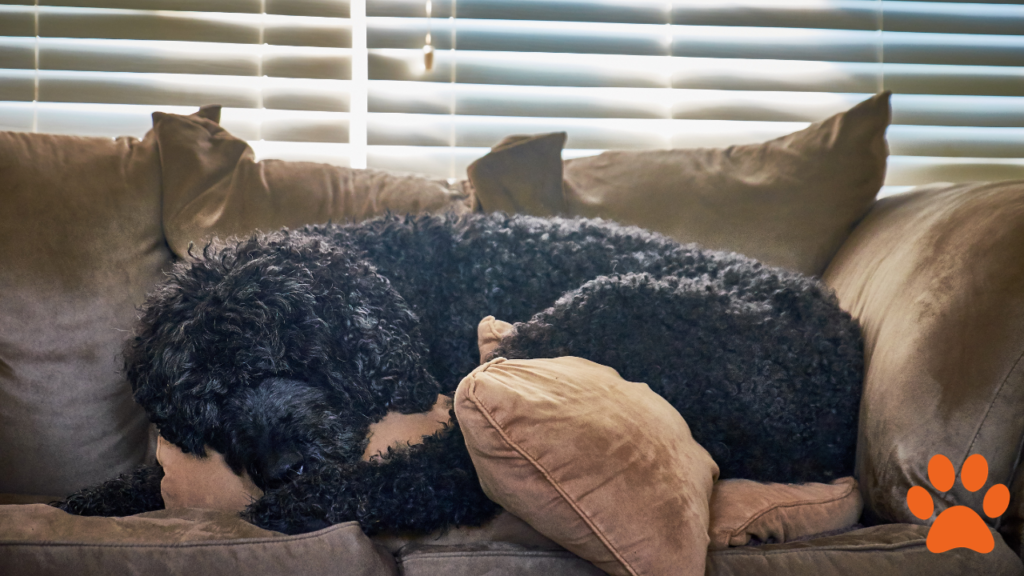 The standard poodle fast asleep on the sofa