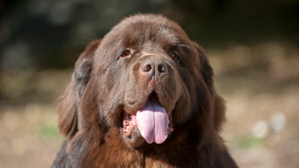 A Large breed Newfoundland that requires a lot of grooming