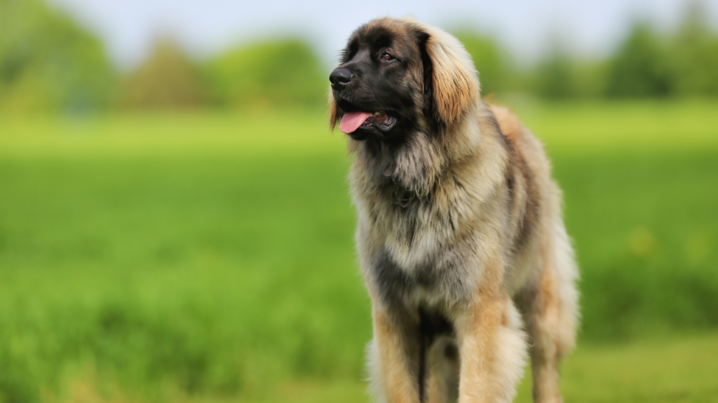 A Purebred Leonberger requires lots of space
