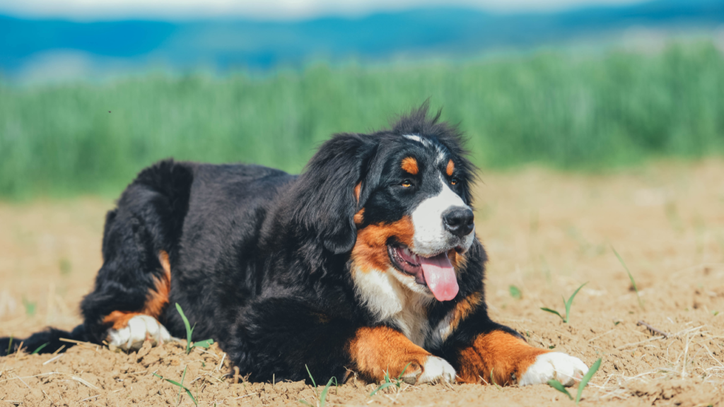 A bernese mountain dog lay on the ground