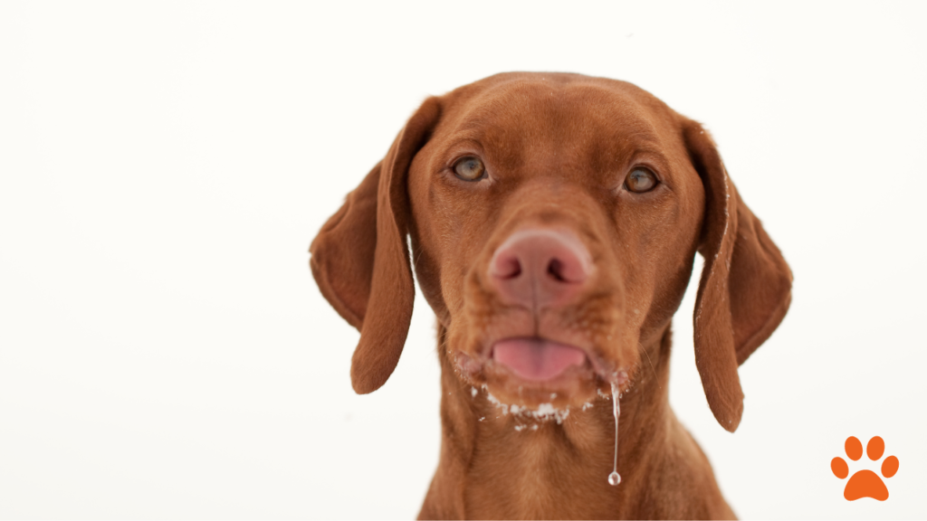 A hungarian vizsla with excessive drooling