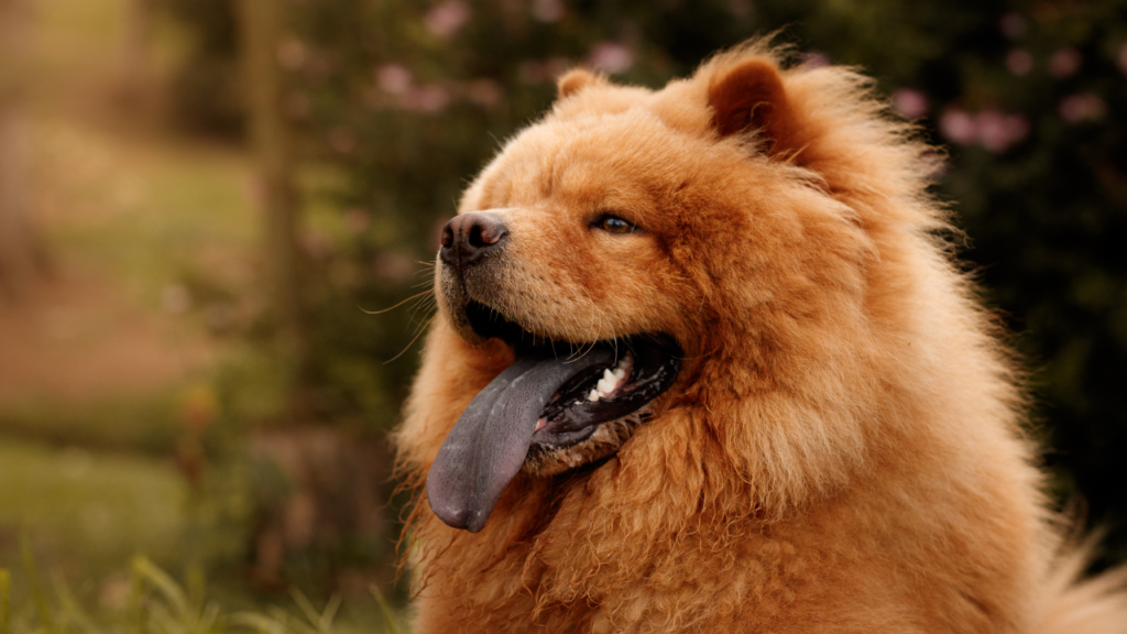A large chow chow that requires lots of grooming and space