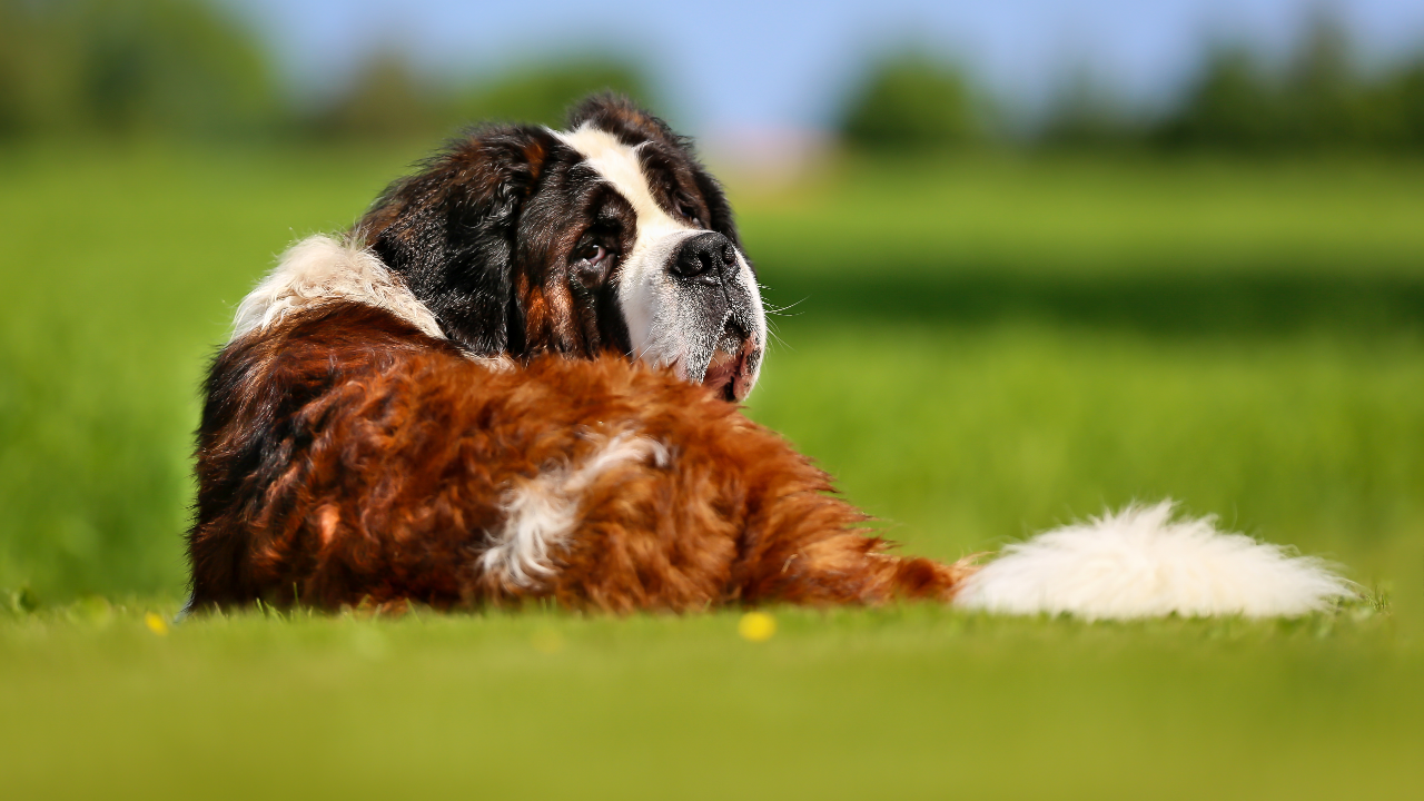Common Issues For Large Breeds Dogs