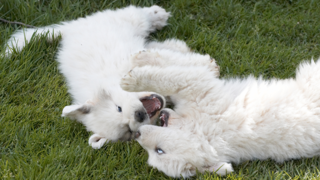 Great pyrenees puppies playing the garden