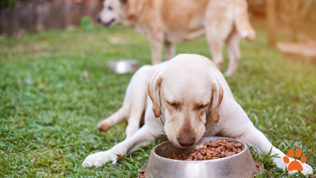 Nutrition for large dog breeds is essential for preventing joint pain