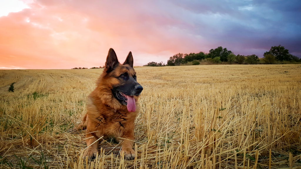 Pros and cons of big dogs shows a german shepherd