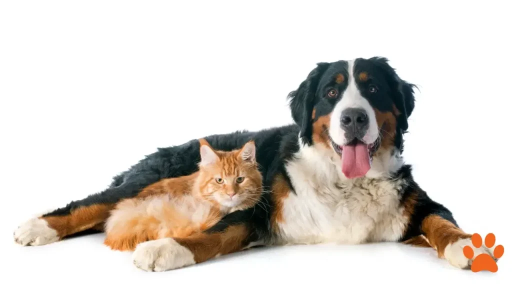 A Bernese Mountain dog sat with a ginger cat (1)